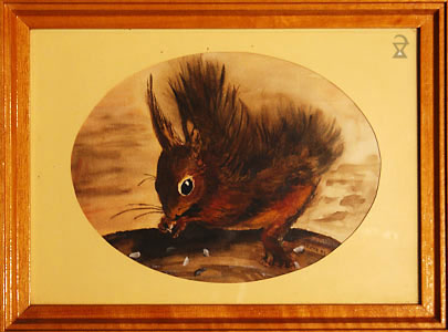 Eichhörnchen