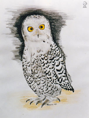 Eule